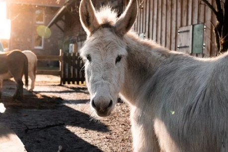 donkey.jpg