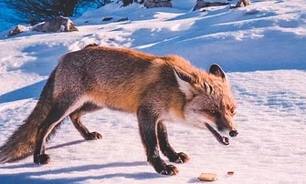 fox.jpg